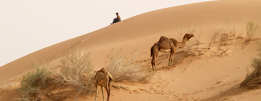 Kamele auf der Trockenweide