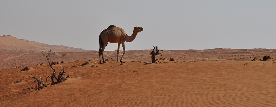 En Kamel in der Wüste
