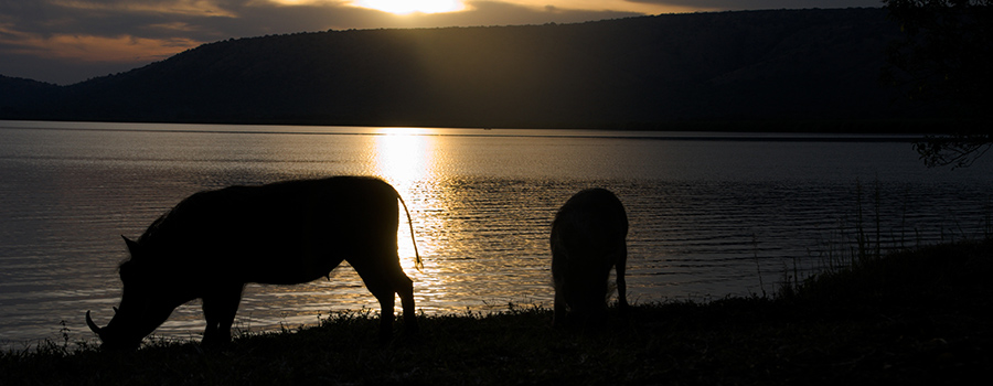 Warzenschweine am Lake Mburo