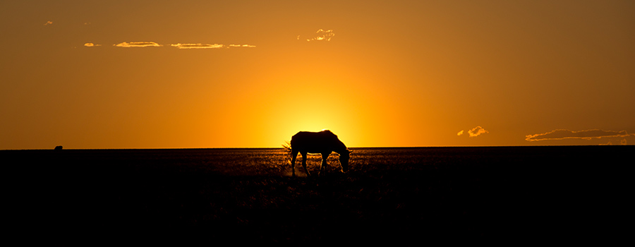 Pferd in der mongolisches Stelle am Abend